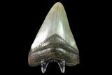 Fossil Megalodon Tooth - North Carolina #129957-2